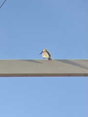 Melanerpes uropygialis