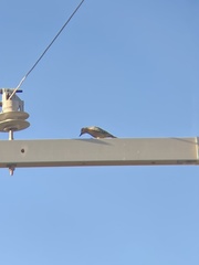 Melanerpes uropygialis