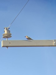 Melanerpes uropygialis