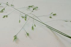 Poa autumnalis