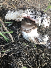 Pseudochitonia