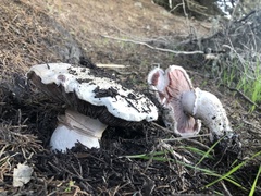 Pseudochitonia