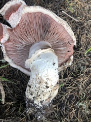 Pseudochitonia