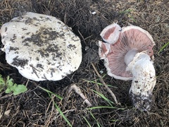 Pseudochitonia