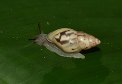 Drymaeus surinamensis