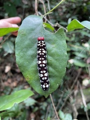 Pyrrhochalcia iphis