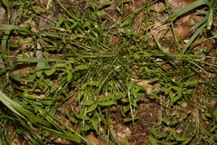 Poa autumnalis