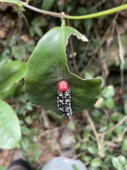 Pyrrhochalcia iphis
