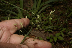 Poa autumnalis