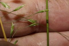 Poa autumnalis