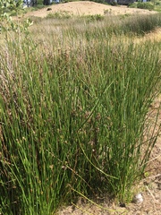 Juncus lesueurii