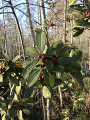 Ilex cassine image