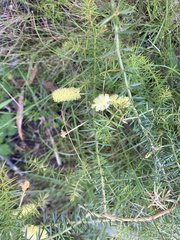Acacia verticillata verticillata