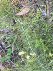 Acacia verticillata verticillata