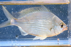 Eucinostomus gula