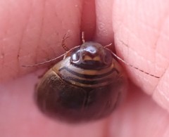 Acilius semisulcatus