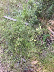 Acacia verticillata verticillata