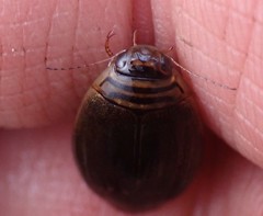 Acilius semisulcatus