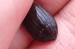 Acilius semisulcatus