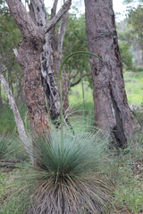 Xanthorrhoea drummondii
