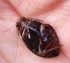 Acilius semisulcatus