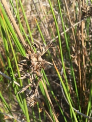 Juncus lesueurii