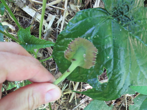 Image of Dorstenia Arifolia (Dorstenia arifolia) by (c) Victor Farjalla Pontes, some rights reserved (CC BY)