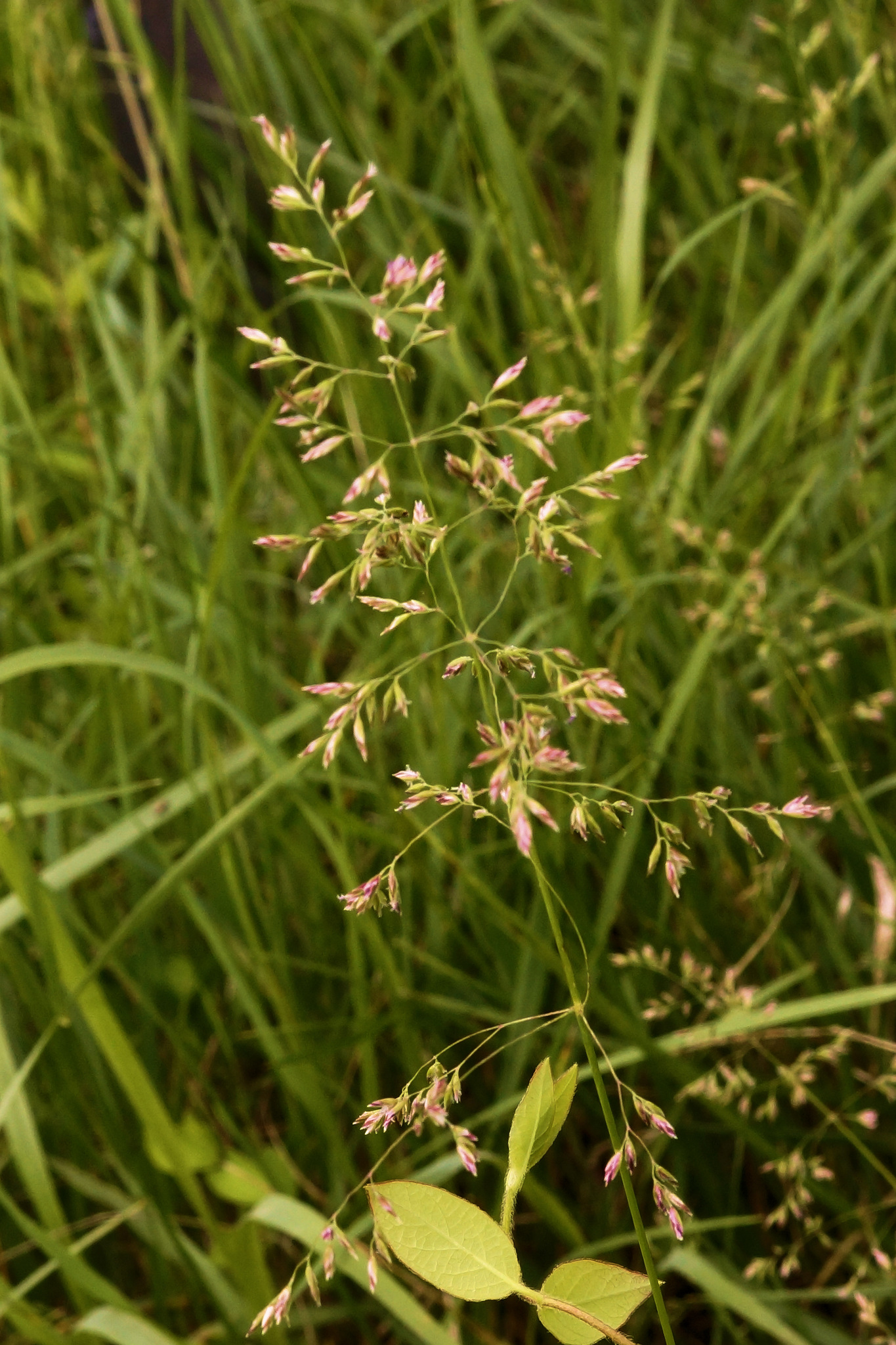 Poa pratensis
