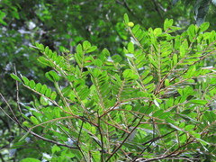 Machaerium nyctitans