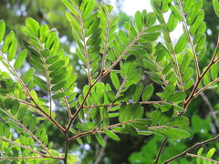 Machaerium nyctitans