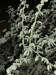 Parkinsonia praecox