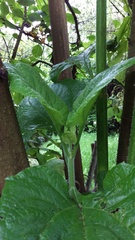 Smallanthus pyramidalis