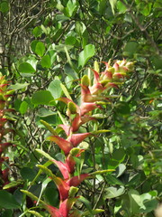 Alcantarea geniculata