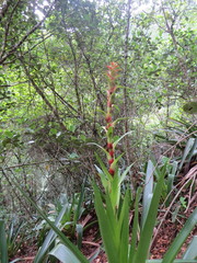 Alcantarea geniculata