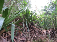 Alcantarea geniculata