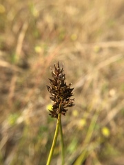 Carex subbracteata