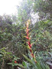 Alcantarea geniculata