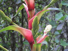 Alcantarea geniculata