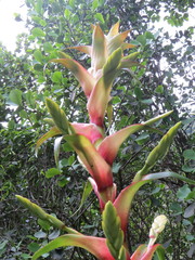 Alcantarea geniculata