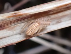 Larinia borealis