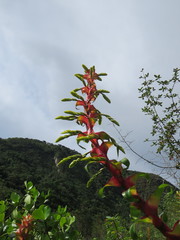 Alcantarea geniculata