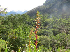 Alcantarea geniculata