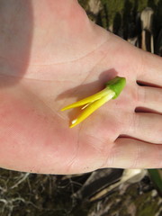 Alcantarea geniculata