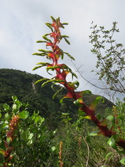 Alcantarea geniculata