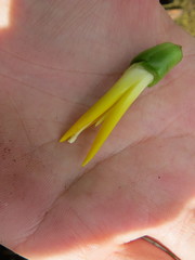 Alcantarea geniculata