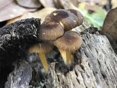 Pluteus romellii