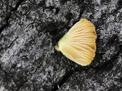 Pluteus romellii