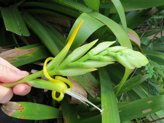 Alcantarea geniculata