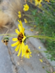 Encelia californica