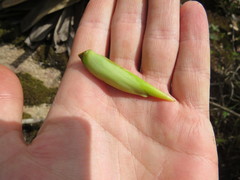 Alcantarea geniculata